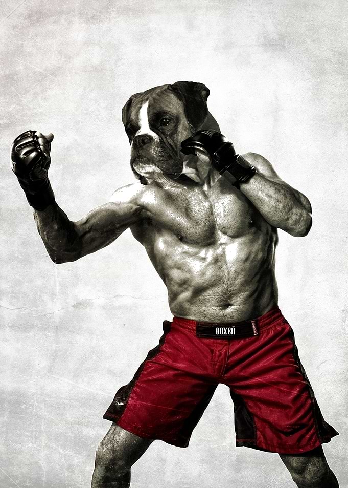 Boxer. The Boxer Fighter!