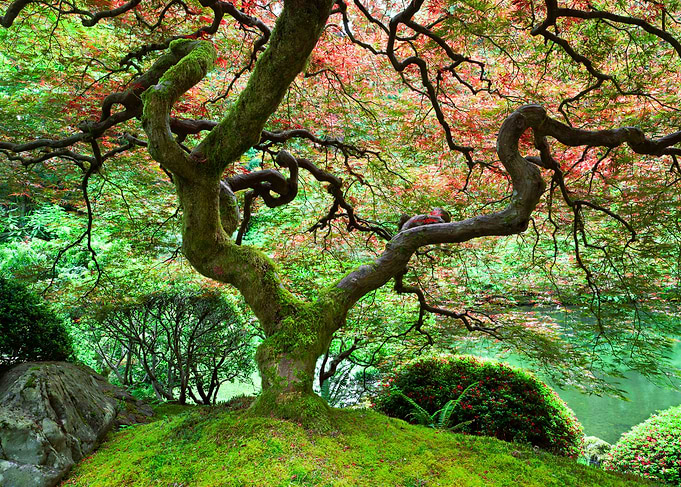 Natural Harmony