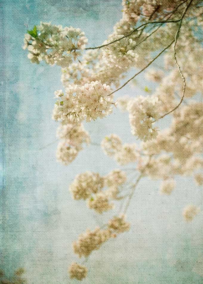 White cherry blossoms against a blue sky