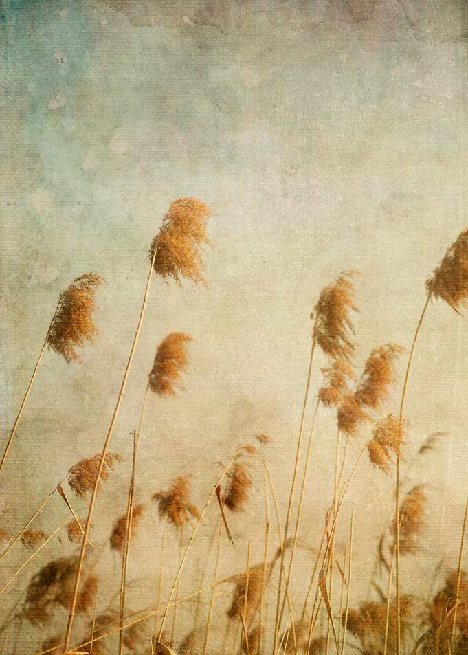 Wild river grasses along the Han River in Seoul
