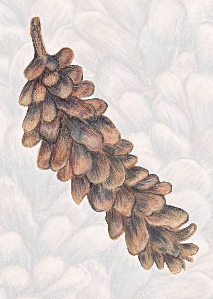 Coniferous