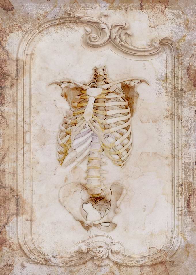 Torso