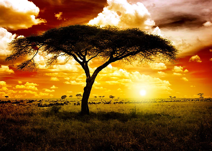 Sunset in Serengeti