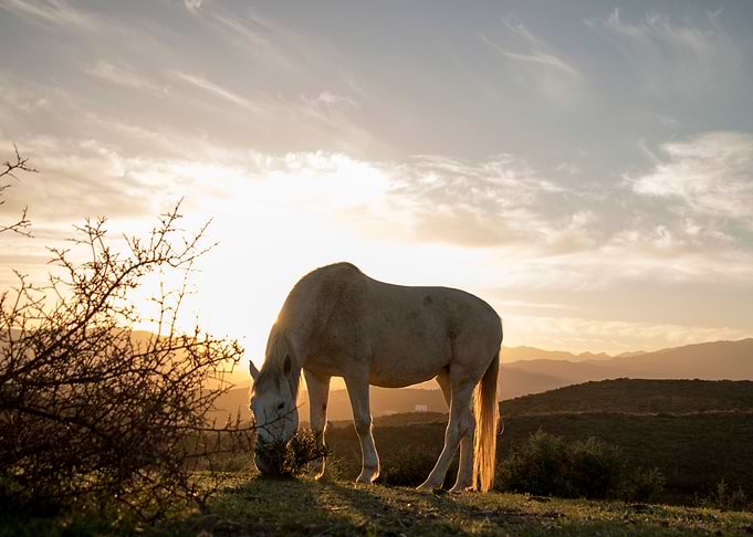 beauty horse