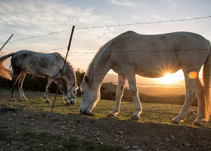 two horses
