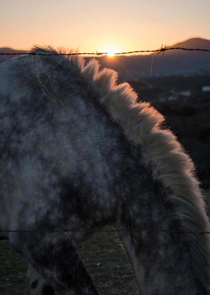 the horse's mane