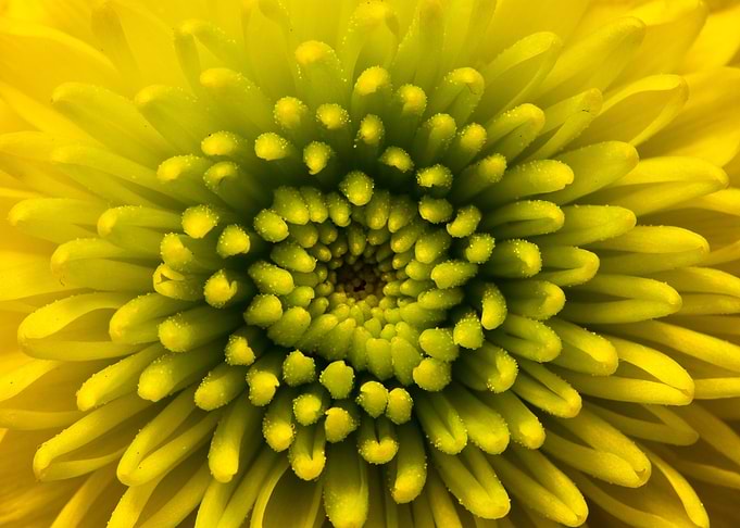 Rebirth