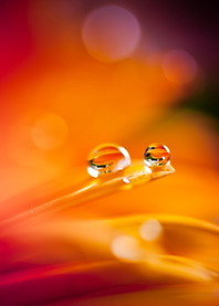 Duality