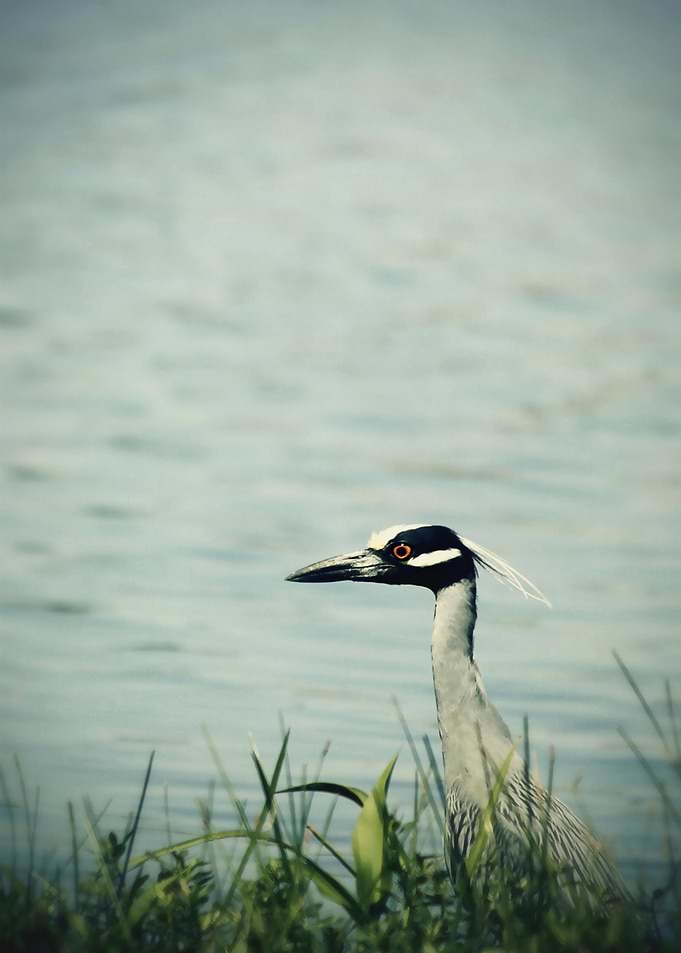 The Night Heron
