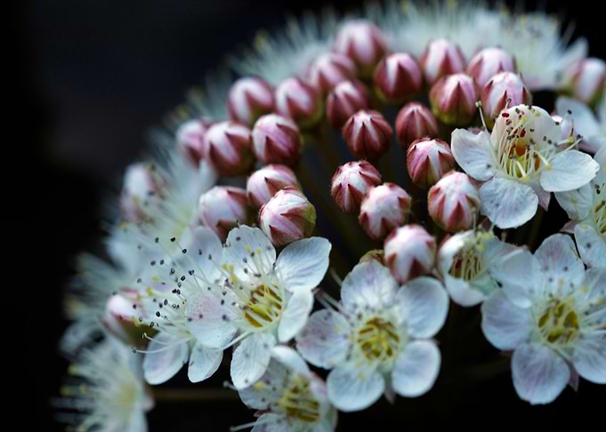 Diabolo bloom