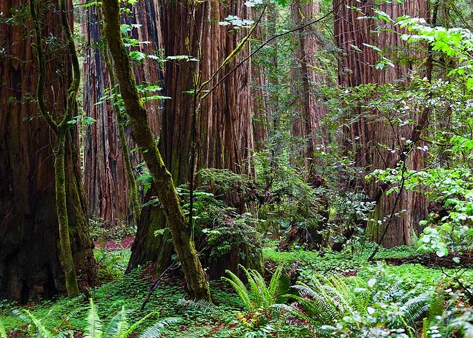 Cathedral of Giants