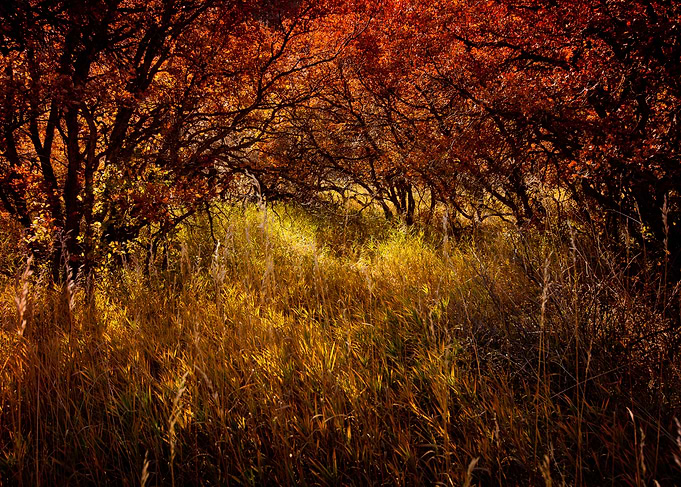 Autumn Reverie