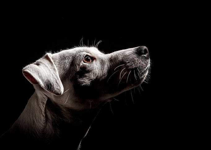 dog head shot.