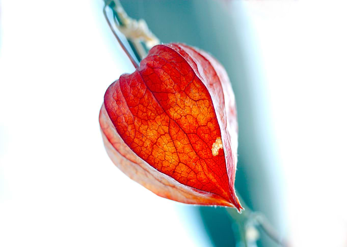 Physalis