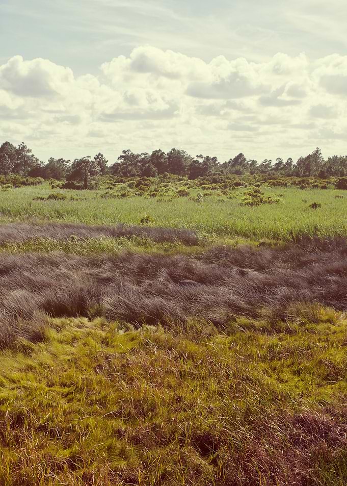 Coastal Grasses