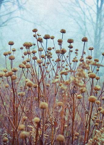 Spring Dance fog nature dreamy ethereal spring
