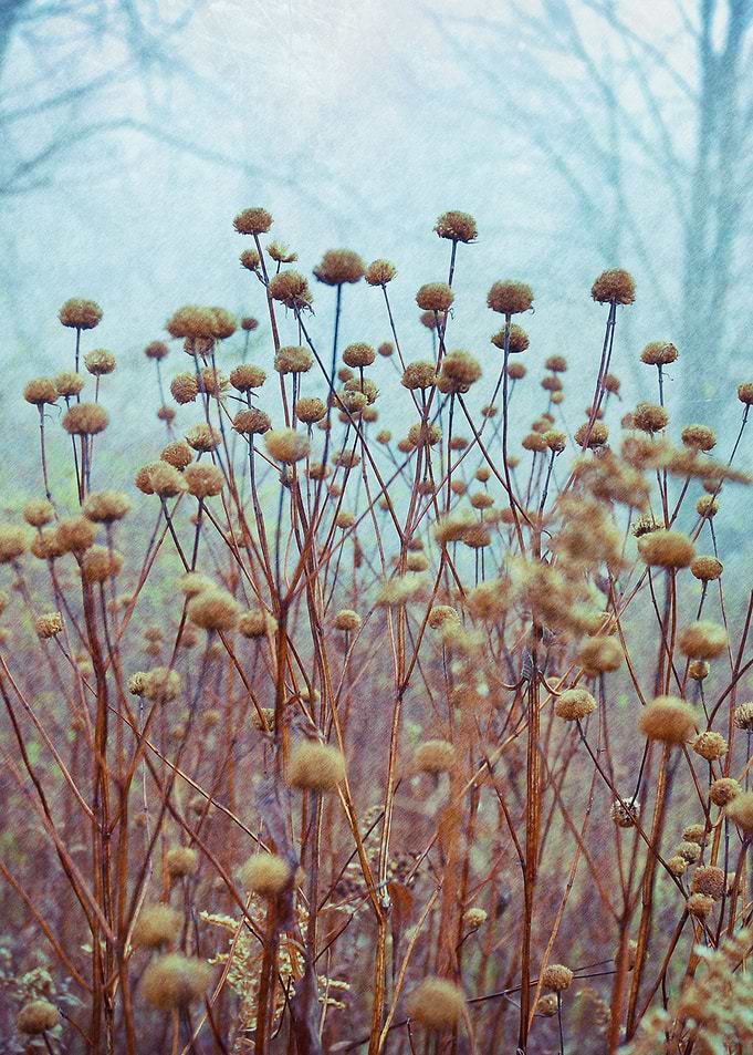 Spring Dance fog nature dreamy ethereal spring