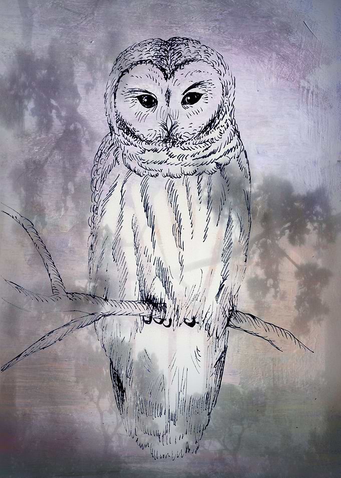 Owl