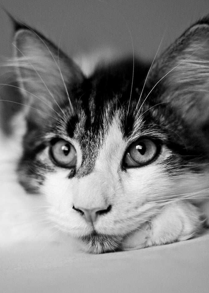 // Merlin, the cat // A Maine Coon cat with 22 pounds ...