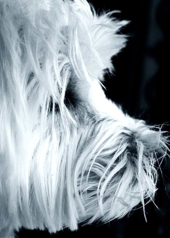 Woof