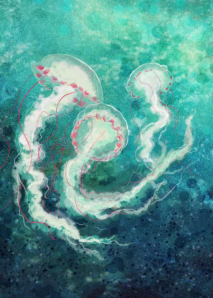 Sea Nettle