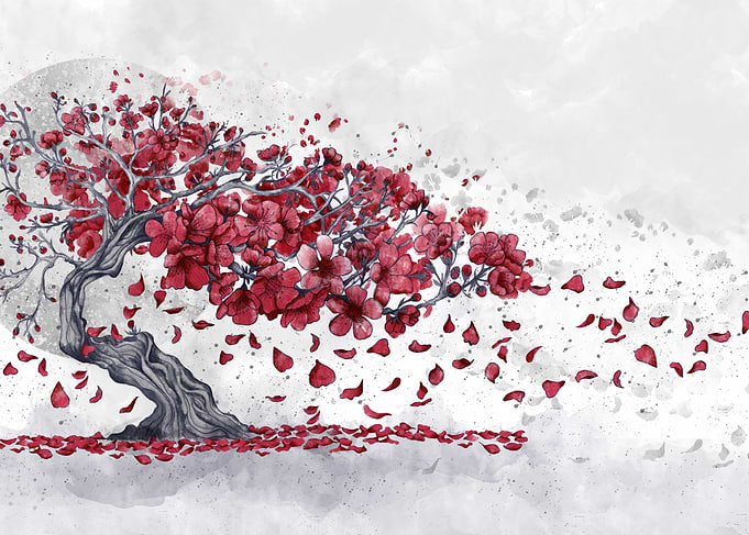 Cherry blossom
