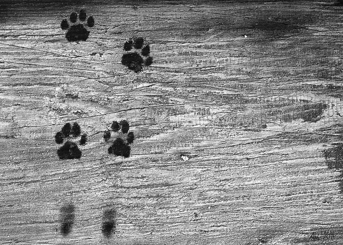 The Cat was here