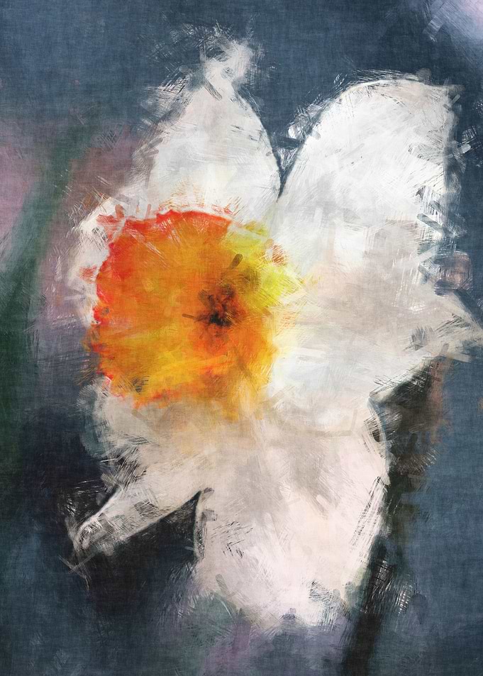 Narcissus bloom
