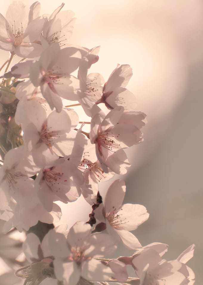 WONDERFUL SPRING