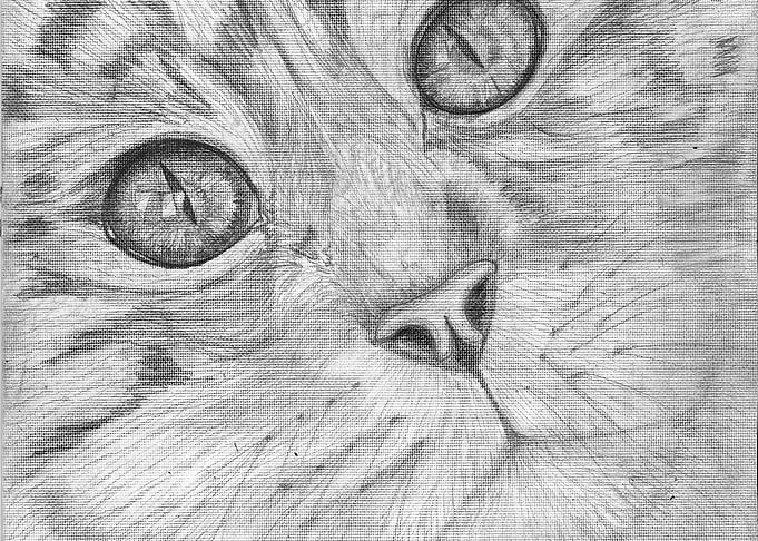 Starry eyed Cat