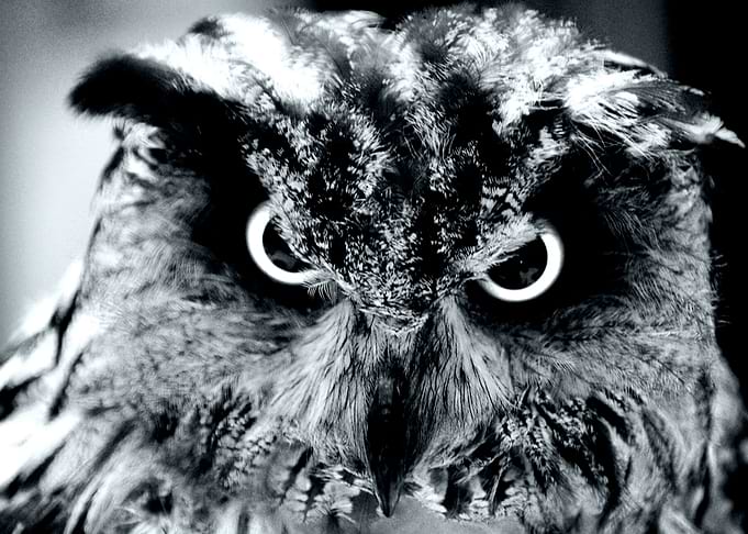 Owl