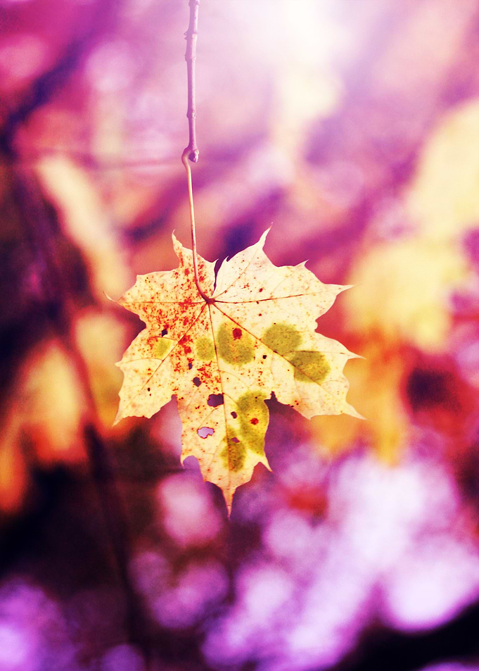 leaf in the purple light