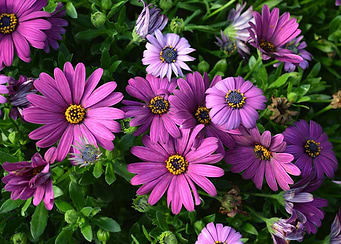 Purplish flowerty!