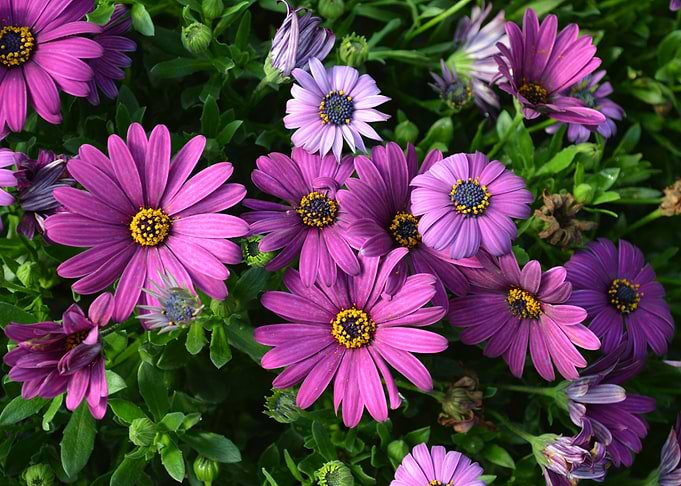 Purplish flowerty!