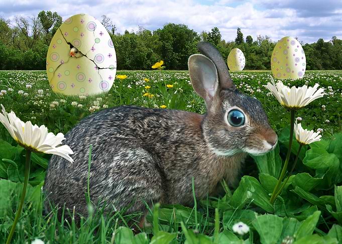 Bright Eyed Bunny