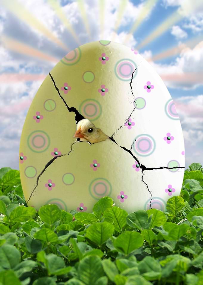 Easter Hatchling
