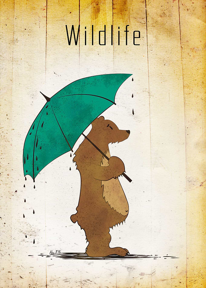 Wildlife - bear