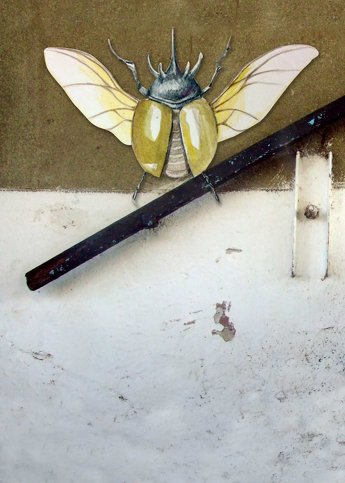 beetle