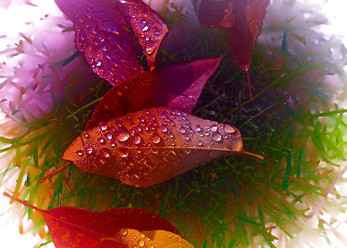 Leaves