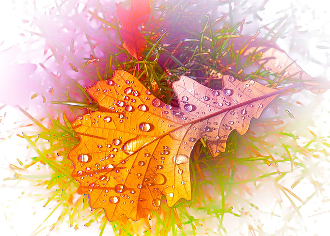 Oak Leaf