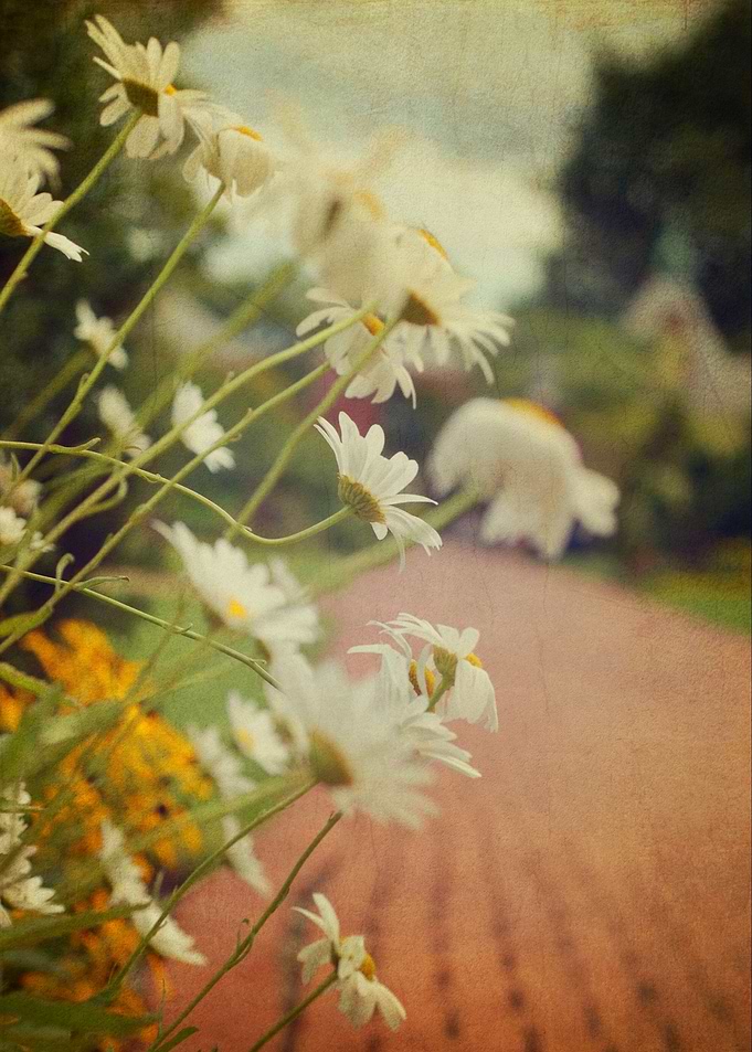 Summer Daisy Love
