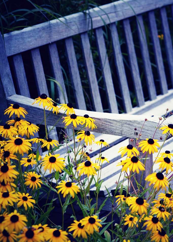 Summer Garden