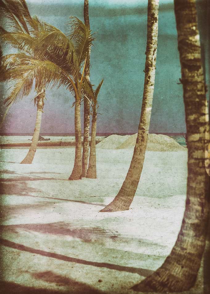 abstract palms