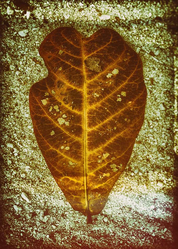 Yellow leaf