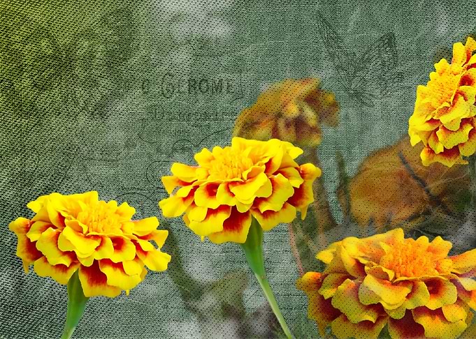 Vintage Touched Marigolds