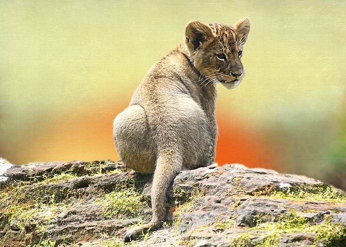 Young Lion King