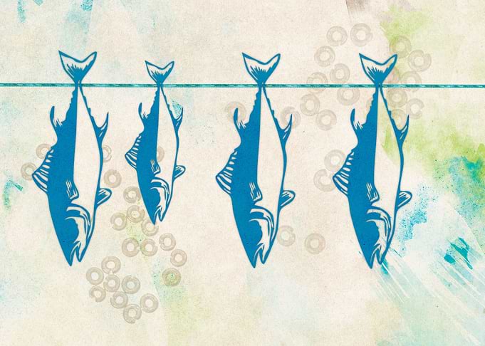 Tuna hanging up