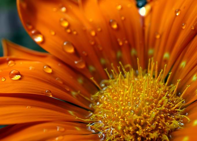Flower in Sunlight