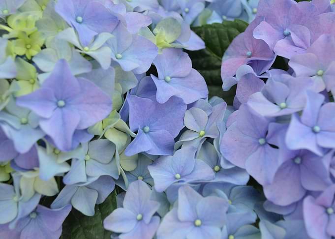 Blue flowers shine on sunny days