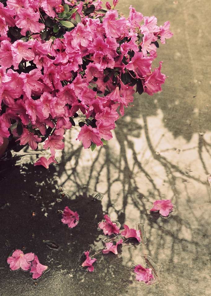 After the Rain